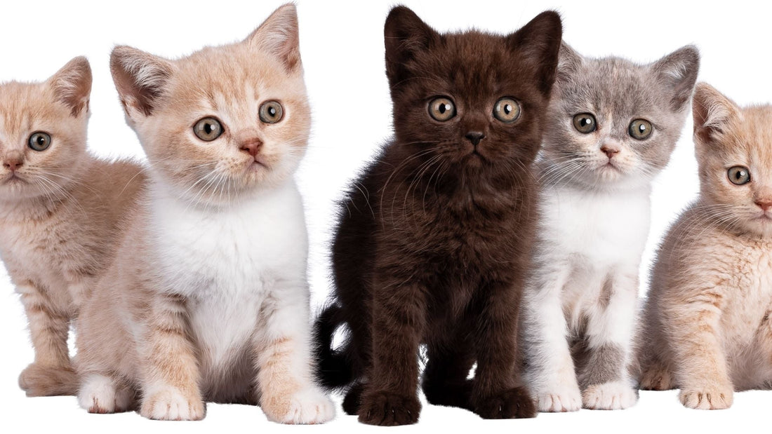 Kediler İçin Evde Mutlaka Bulunması Gereken 12 Temel Ürün